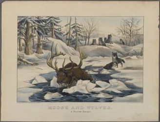 Élan et loups, une évasion étroite, publié par Currier & Ives, New York